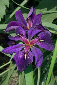 Louisiana Iris: A Southern Floral Icon Image